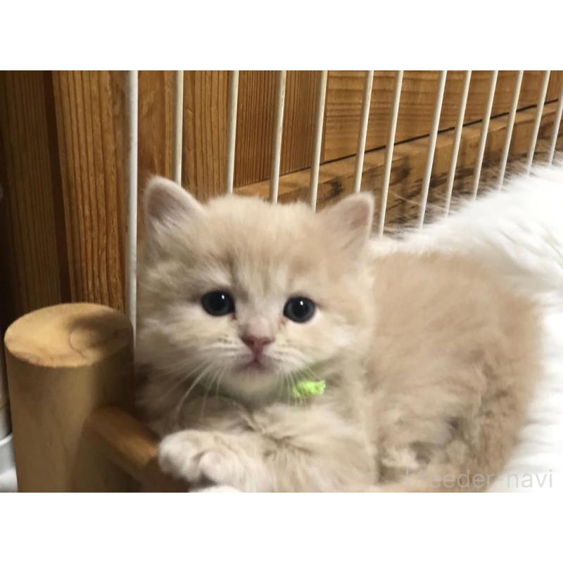 販売中の高知県のスコティッシュフォールド-124186の3枚目